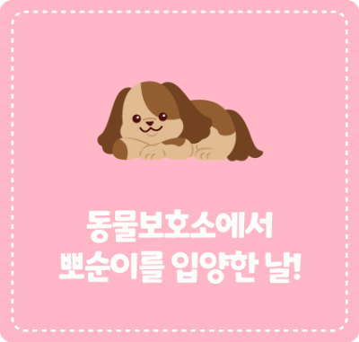 동물보호소에서 뽀순이를 입양한 날!